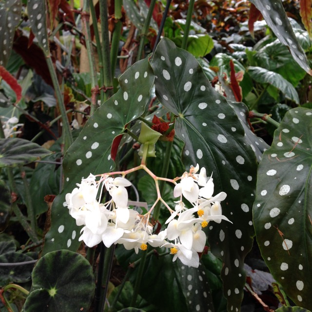 B. maculata var. maculata